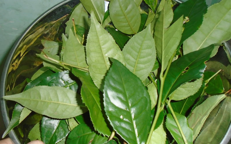 Các hoạt chất trong trà xanh sẽ giúp ức chế quá trình mọc lông hiệu quả