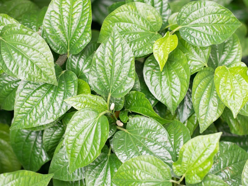 làm đẹp với lá trầu 1